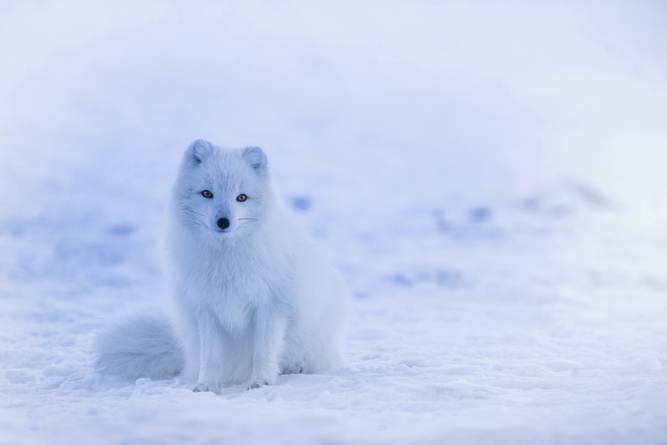 Polární liška je nádherná.