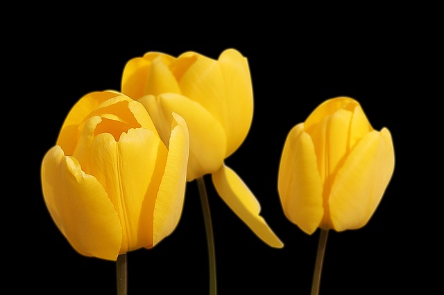 tulipány